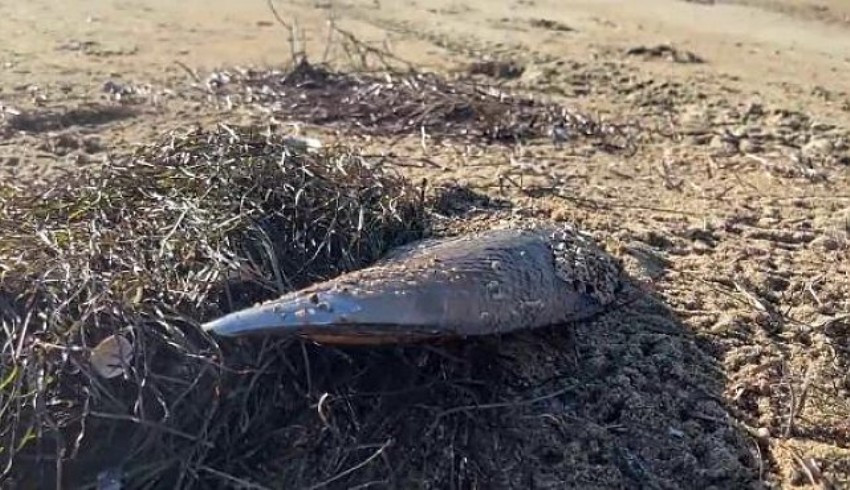 Marmara Denizi Ndeki F Rt Na Ekosistemin Umudu Pinalara Da Zarar Verdi