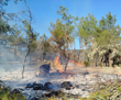 Sinop'ta 5 hektarlık orman zarar gördü