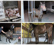 İstanbul'da at eti baskını: 3 at korumaya alındı