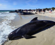 Avustralya'da karaya vuran yaklaşık 160 balinadan 26'sı öldü