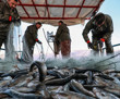Türk balıkçısından Çin pazarına çıkarma