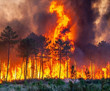 İçişleri Bakanı Yerlikaya'dan orman yangınları açıklaması