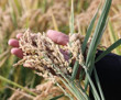 Dünya Çiftçiler Günü İpsala'da tarlaya çeltik tohumu saçılarak kutlandı