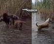 Köyceğiz'deki Sığla Ormanı'nda köpekleri zehirleyerek öldürdüler