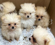Otomobildeki 'zula'dan "Pomeranian" cinsi 5 köpek yavrusu çıktı