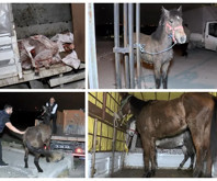 İstanbul'da at eti baskını: Ahırdaki 3 at korumaya alındı