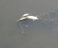 Tokat'ta Yeşilırmak Nehri'ndeki balık ölümüyle ilgili inceleme başlatıldı