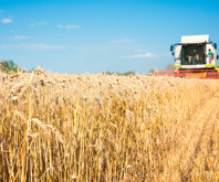 Buğdayda hasat bu sezon erken başlıyor. Çiftçinin beklentisi kilograma 15 lira talebi var