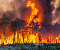 İçişleri Bakanı Yerlikaya'dan orman yangınları açıklaması