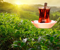 Tarım ve Orman Bakanlığından açıklama: Yaş çay alım bedeli belli oldu