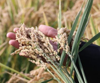 Dünya Çiftçiler Günü İpsala'da tarlaya çeltik tohumu saçılarak kutlandı