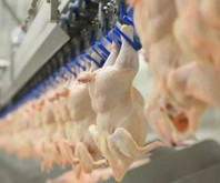 Tavuk eti üretimi martta yüzde 1,6 yıllık yüzde 2,7 arttı