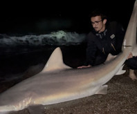 Antalya'da oltayla 2 metrelik köpek balığı yakaladı, denize bıraktı