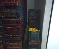 Mersin'de Hal Kayıt Sistemi'ne bildirilmeyen 380 ton limon tespit edildi