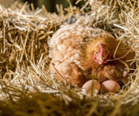 Çözülemeyen soruya bilimsel cevap: Yumurta tavuktan önce çıkmış