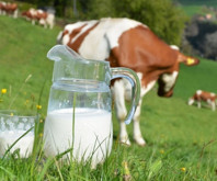 Çiğ süt primi yılın son 3 ayı için litre başına 1 lira olarak uygulanacak