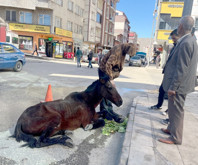 Açlıktan bitkin düşen atı vatandaşlar kurtardı