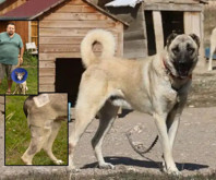 Londra'da bir milyoner, sahip olduğu üç kangal köpeği komşularının köpeğine saldırıp tavuklarını öldürünce mahkemelik oldu