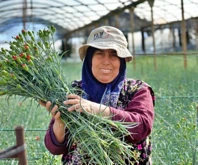 Antalya, 8 Mart Dünya Kadınlar Günü için 80 milyon dal çiçek ihraç ederek 9-10 milyon dolar gelir bekliyor, kırmızı karanfil en çok talep gören çiçek