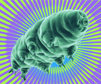 Tardigradlardan elde edilen bir protein, kanser hastalarının radyasyon tedavisine yardımcı olacak