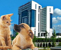 Kedi ve köpek sahiplerine yeni düzenleme: Mikroçip zorunluluğu için son tarih 31 Aralık 2025’e uzatıldı, kayıt ve sorumluluk şartları güncellendi