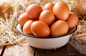 Yumurta ihracatını ‘damızlık’ sırtlıyor
