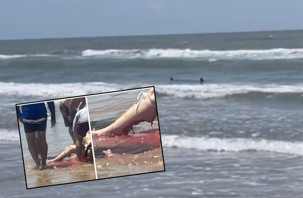 ABD'de halk plajında köpekbalığı dehşeti