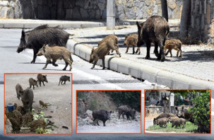 Fethiye'de domuzlar şehre indi, sürek avı davalık oldu