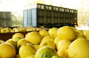 Türkiye’de pestisitli limon krizi büyüyor