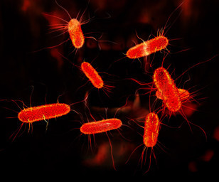 Bazı ölümcül bakteriler "vampir gibi" insan kanından besleniyor