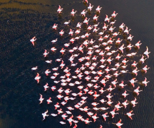 Hürmetçi Sazlığı'nın misafiri flamingolar