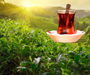 Tarım ve Orman Bakanlığından açıklama: Yaş çay alım bedeli belli oldu
