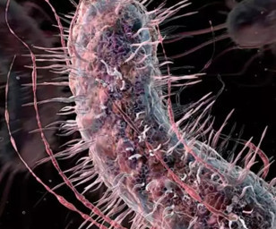 Japonya'da et yiyen bakteri salgını: 48 saatte öldürüyor
