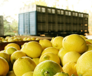 Türkiye’den ihraç edilen limonlarda yasaklı pestisit tespit edildi