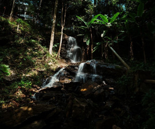 Tayland'da doğal yaşam