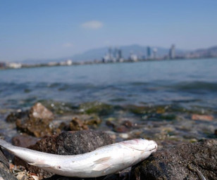 İzmir Körfezi'ndeki kirlilik nedeniyle  11 ticari balığın sindirim sisteminde mikroplastik tespit edildi