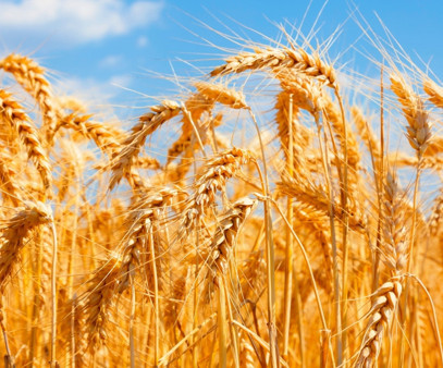 TZOB Başkanı Bayraktar'dan "buğday alım fiyatı" çağrısı