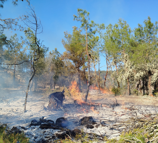 Sinop'ta 5 hektarlık orman zarar gördü