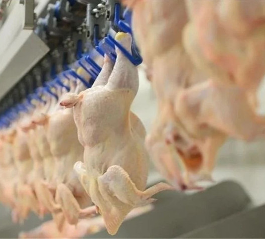 Tavuk eti kısıtlamasına CHP'den tepki
