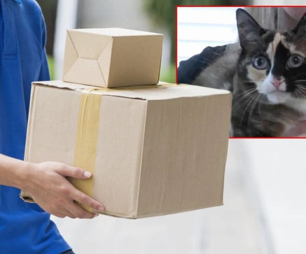 ABD'de iade edilen kargo paketine gizlice giren kedi günler sonra sahiplerine kavuştu