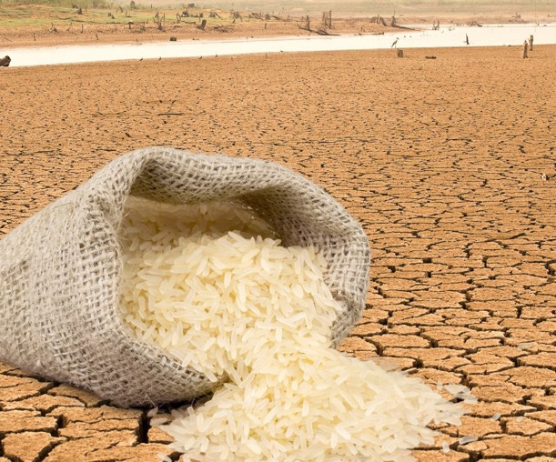 Asya’da patlayan ithalat pirinç pazarını sıkıntıya düşürdü
