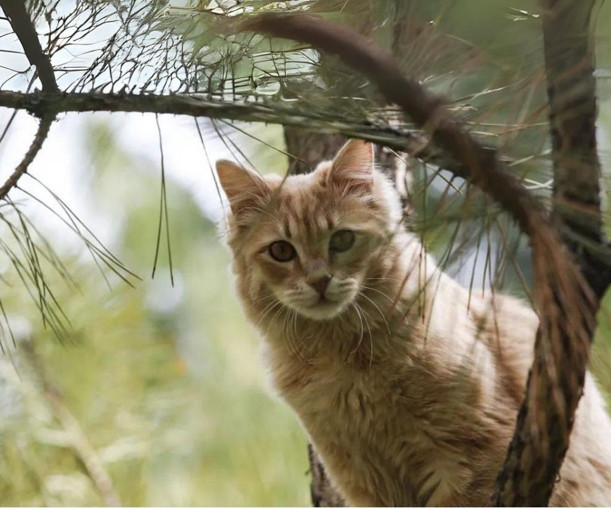 Kedi avı yarışmasında 370 yabani kedi öldürüldü