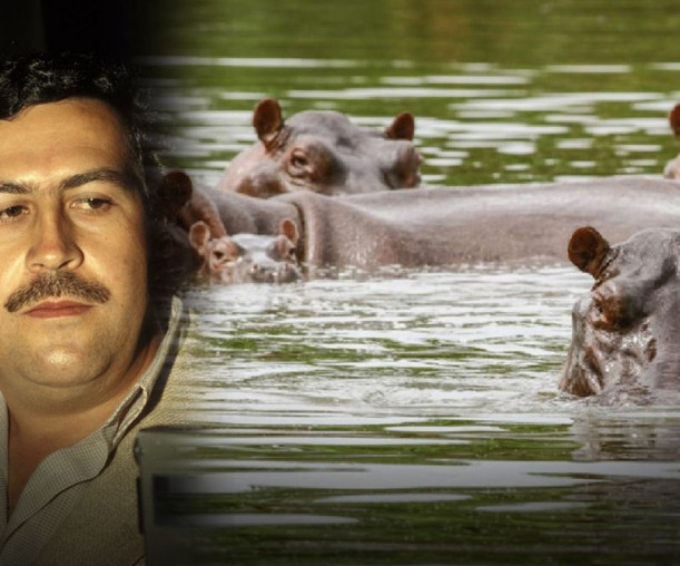 Pablo Escobar'ın su aygırlarına ölüm kararı