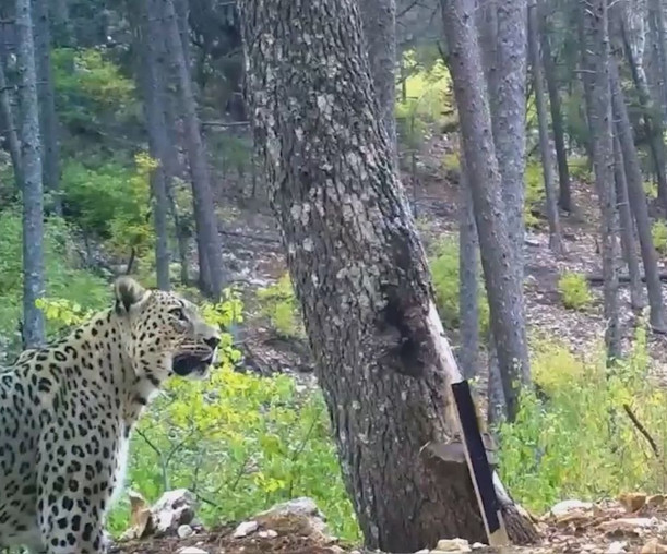 Anadolu parsı, en net görüntüsüyle fotokapanda