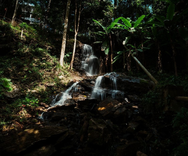 Tayland'da doğal yaşam