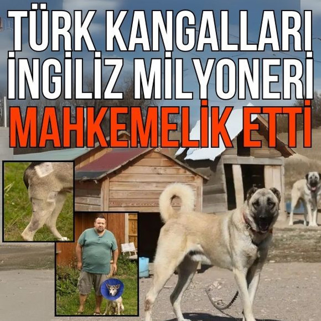 Türk kangalları İngiliz milyoneri mahkemelik etti