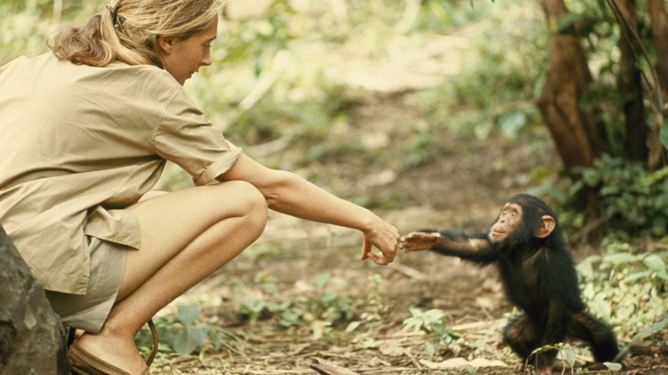 Şempanze devriminin öncü ismi geliyor 