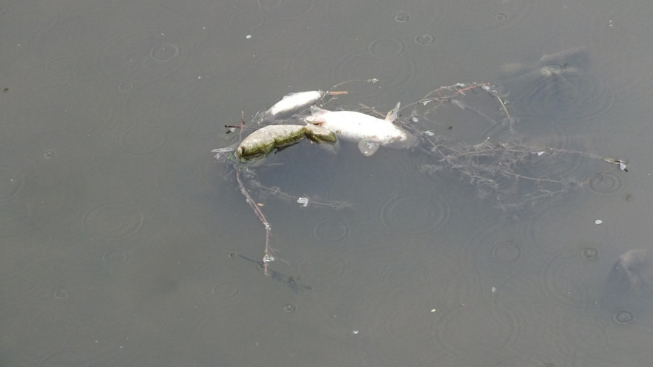 Yeşilırmak Nehri'ndeki balık ölümüyle ilgili inceleme