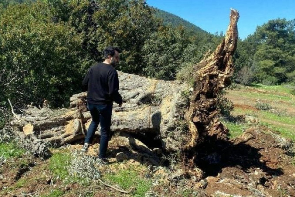 Bin yıllık ağacı kesmenin bedeli 30 bin TL