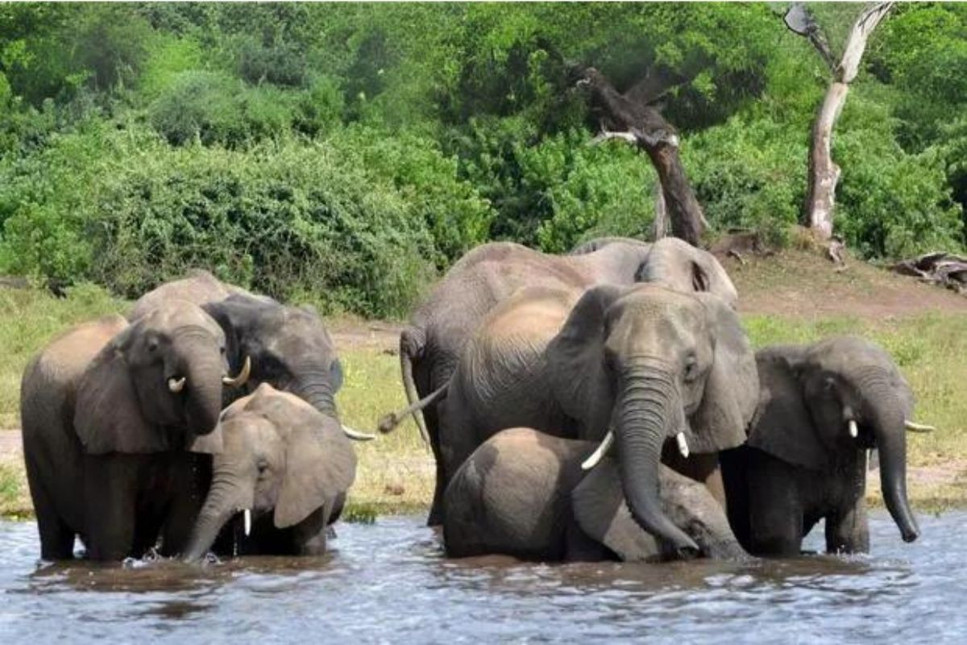 Botsvana'dan Almanya'ya 20 bin fil tehdidi
